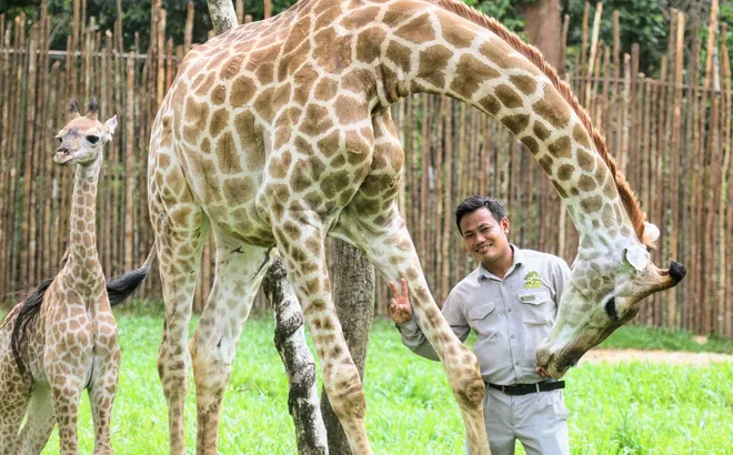 Những ca khó ở “kỳ quan hoang dã” hơn 500 ha Vinpearl Safari Phú Quốc